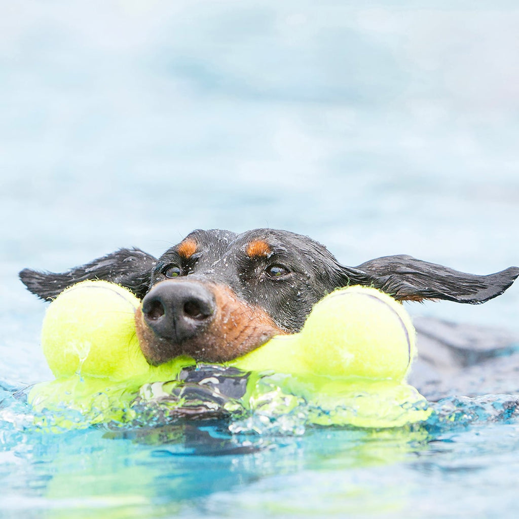 KONG AirDog Squeaker Bone - Medium