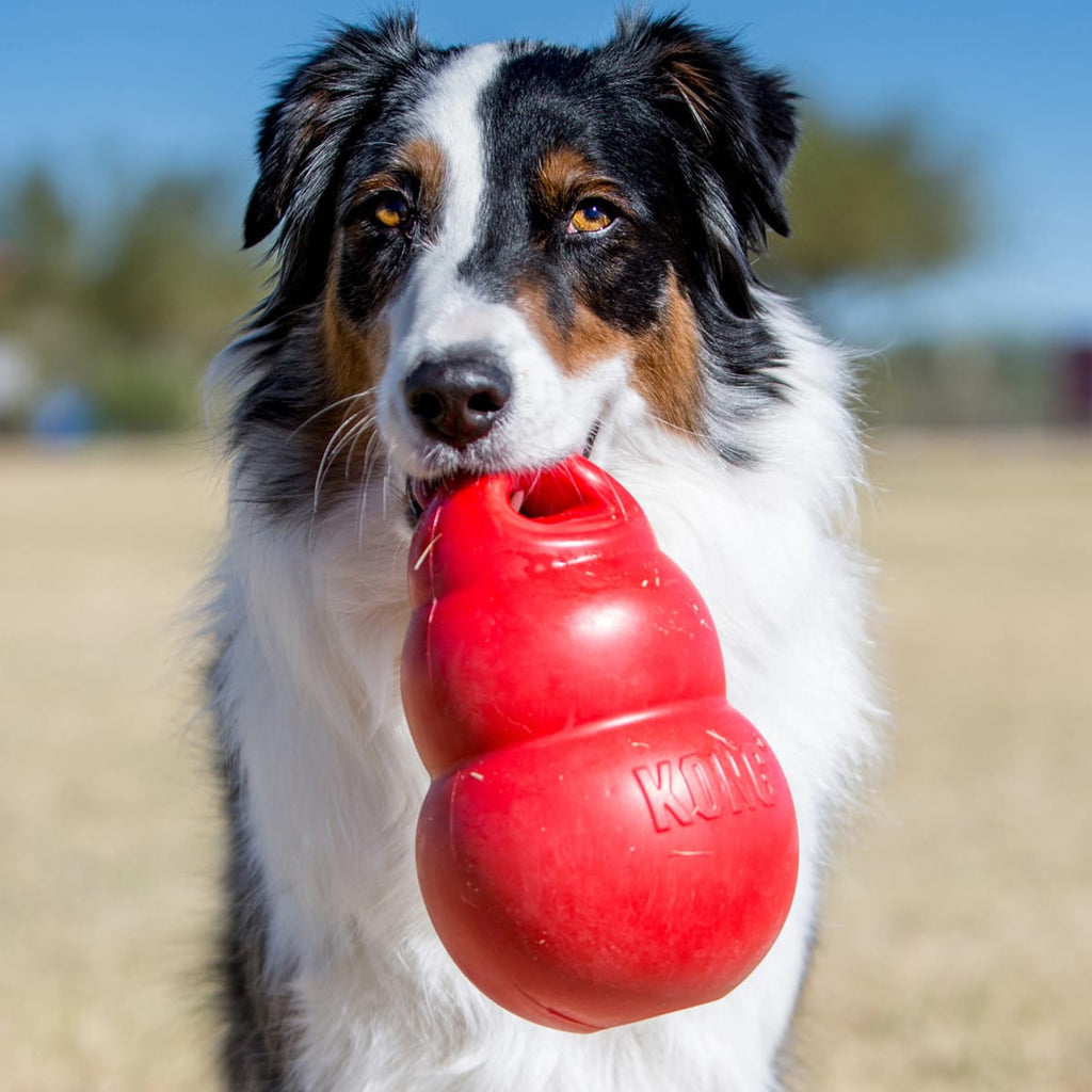 Kong Bounzer - Medium