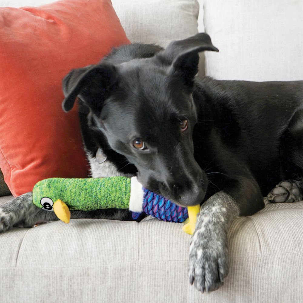 Kong Shakers™ Cuckoos Assorted