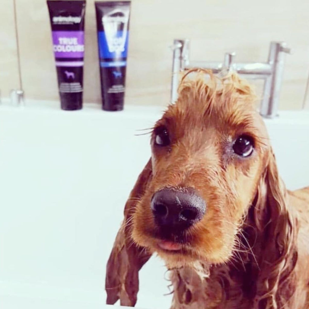 Animology True Colours Shampoo