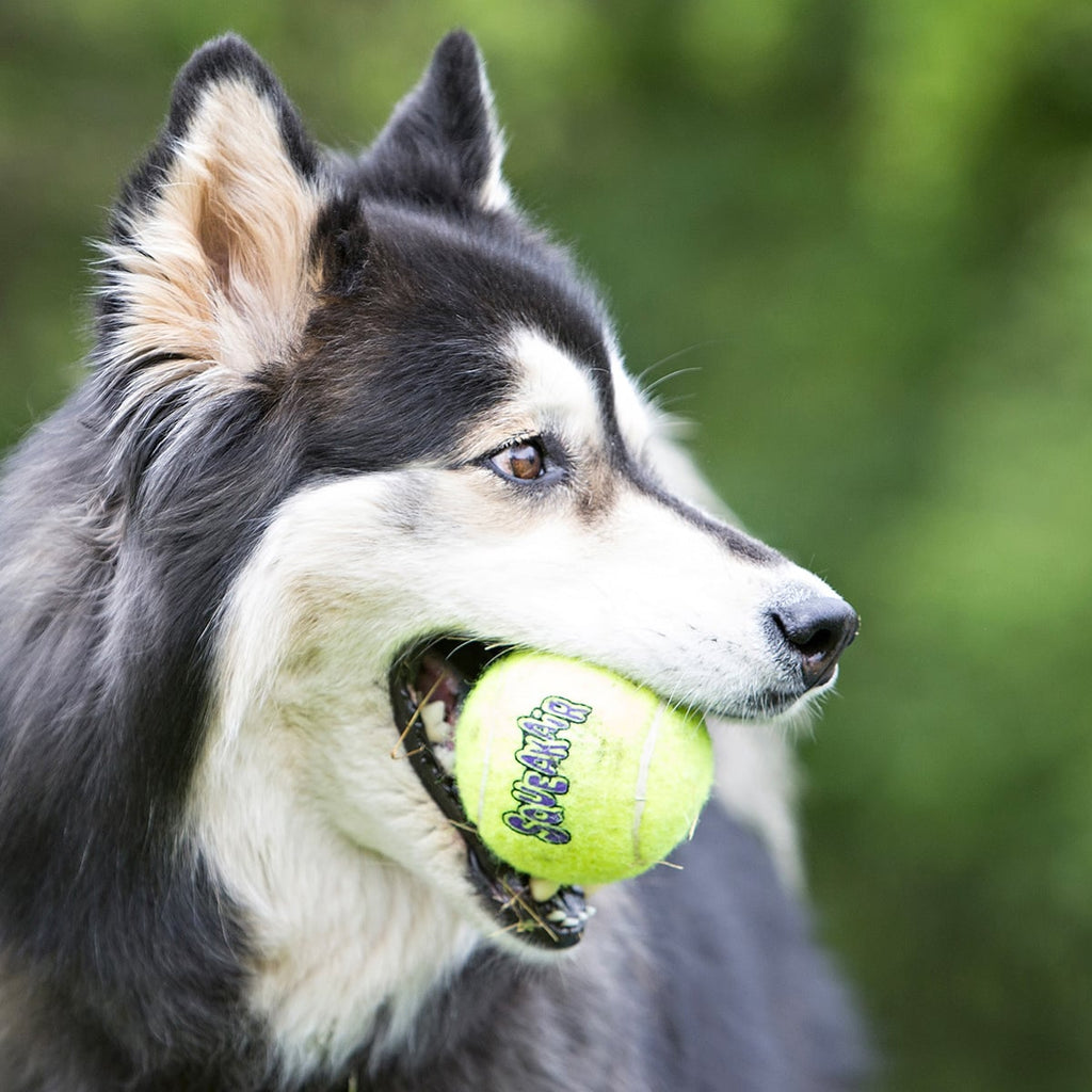 KONG SqueakAir® Ball with Rope