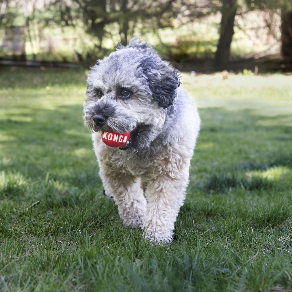 Kong Signature Ball - Small